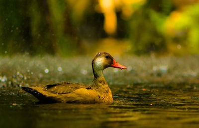 Close-up of duck swimming on lake