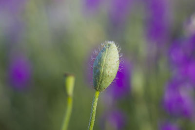 Macro of the flowers and plants