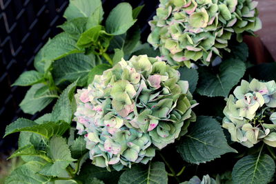 Close-up of flowers blooming outdoors