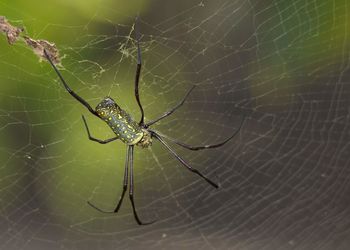 Close-up of spider on web