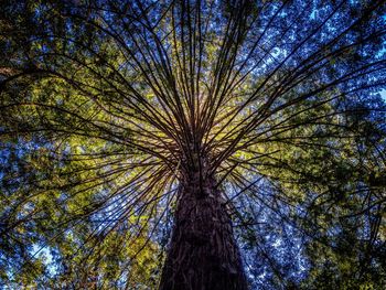 Low angle view of tree