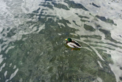 High angle view of duck swimming in lake