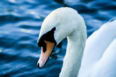 Close-up of swan in lake