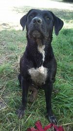 Portrait of black dog on grassy field