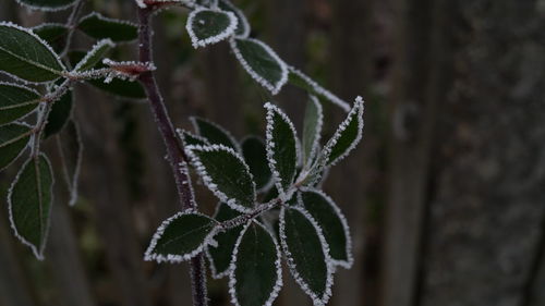 Close-up of fresh green plant
