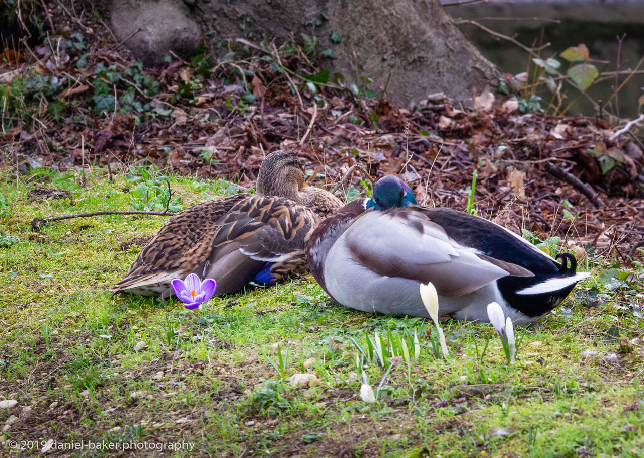 MALLARD DUCK ON A FIELD