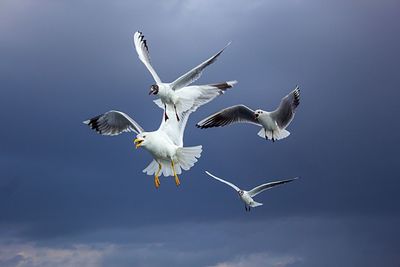 Low angle view of seagulls flying in sky