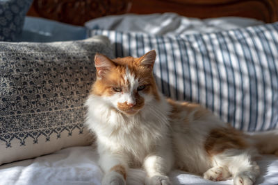 Portrait of cat relaxing on bed at home