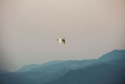 View of birds flying against the sky