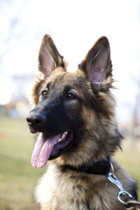 Lovely german shepherd in the outdoor	
