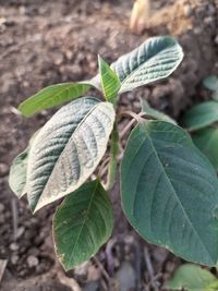 High angle view of leaves on plant