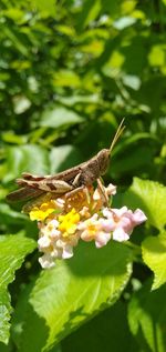 Close-up of insect on flower