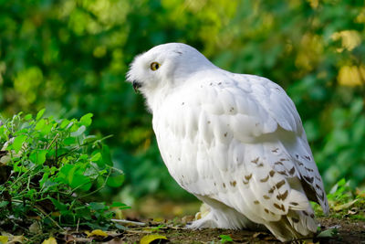 Close-up of cockatoo perching on field by plant