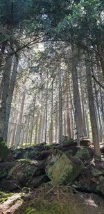 Low angle view of trees in forest