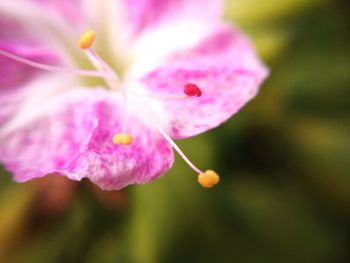 Close-up of flower blooming outdoors