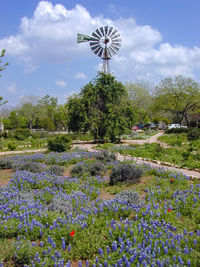 View of plants against cloudy sky