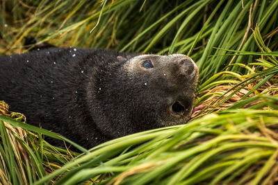 Close-up of seal pup on grassy field