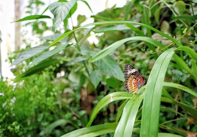 Close-up of butterfly on leaf