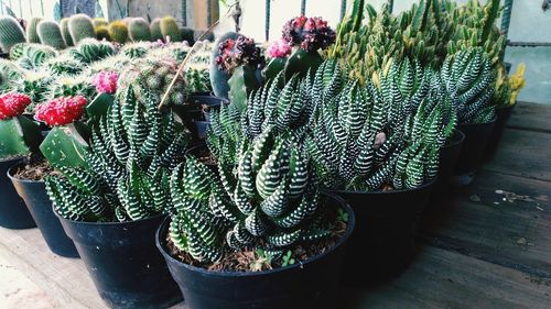 High angle view of potted plants