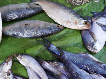 High angle view of fish in market