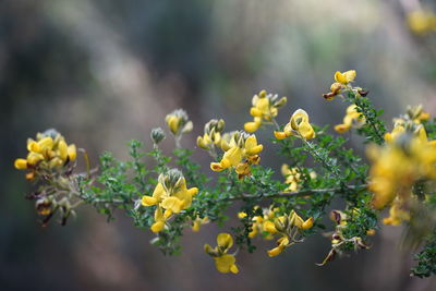 Close-up of yellow flowering plant