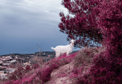 Pink goat charm