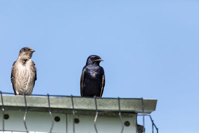 Mated pair of purple martin progne subis birds perch on top of a birdhouse in marco island, florida