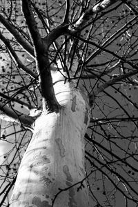 Low angle view of bare trees against the sky