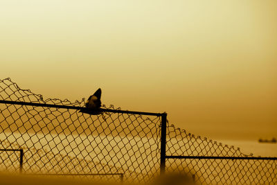 Silhouette birds perching on fence against orange sky