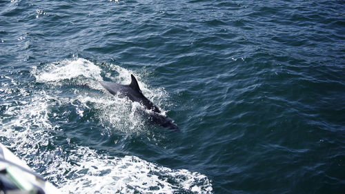 High angle view of horse in sea