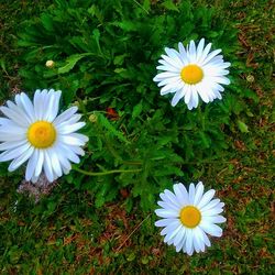 Close-up of daisy flowers blooming in field