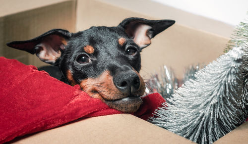 Portrait of dog lying down