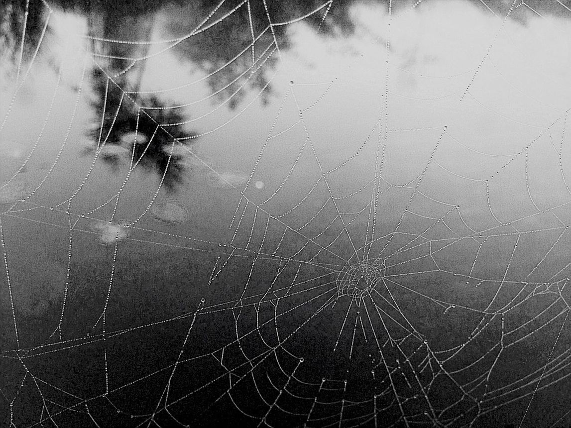 drop, water, wet, spider web, weather, rain, close-up, full frame, season, backgrounds, raindrop, focus on foreground, nature, pattern, fragility, outdoors, day, dew, natural pattern, no people