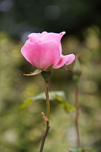 Close-up of pink rose blooming