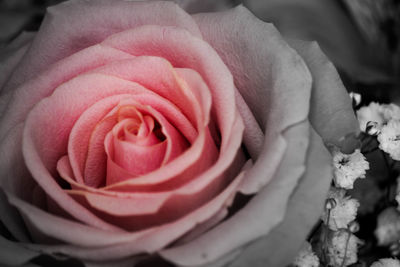 Close-up of rose bouquet