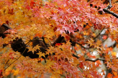 Autumn leaves in rainy day