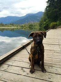 Portrait of puppy sitting on jetty over lake