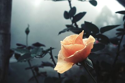 Close-up of rose plant