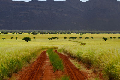 Scenic view of field against sky