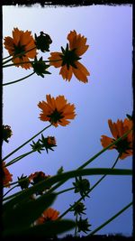 Low angle view of yellow flowers