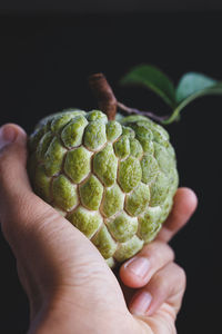 Close-up of hand holding leaf