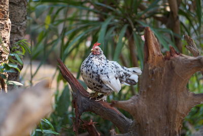 View of bird perching on tree