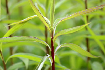 Close-up of fresh green plant