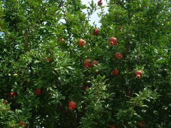 Red fruit growing on tree