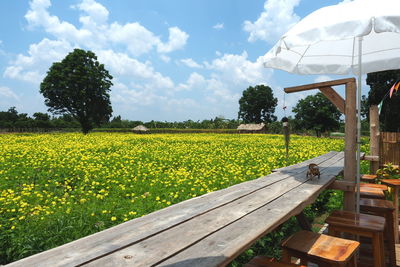 Scenic view of field against sky