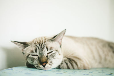 Close-up of a sleeping cat