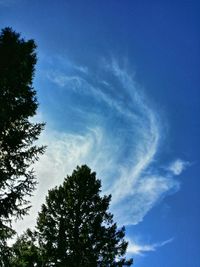 Low angle view of trees against blue sky