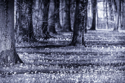 Trees in forest during winter