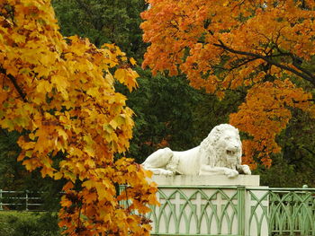 White lion and yellow trees