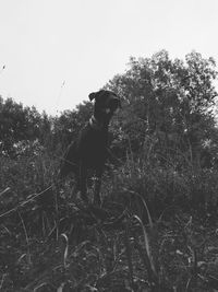 Dog standing on field against sky